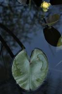 Textures;Shapes;Patterns;Abstractions;Abstract;botanical;plant;plants;botanicals