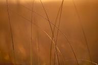 Grass;Textures;Shapes;Patterns;Abstractions;Abstract