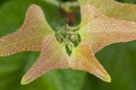 Leaf;Leaves;Leafy;Foliage;Vein;botanical;plant;plants;botanicals;botany;vegetati