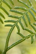 damp;wet;moisture;dewy;droplet;drop;water;Dew;Textures;Shapes;Patterns;Abstracti