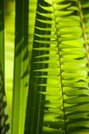 Patterns;greenery;plant;Close-up;Abstractions;Abstract;Shadowy;Frond;herb;Botani