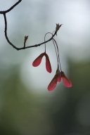 Autumn;Branches;Fall;Maple;Maroon;Plant;Red;Seeds;Trees;Woodland