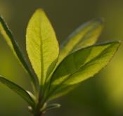 botanical;botanicals;botany;flora;Green;greenery;herb;herbage;leaves;plant;plant