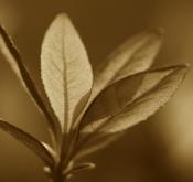 botanical;botanicals;botany;flora;Green;greenery;herb;herbage;leaves;plant;plant