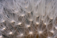 Abstract;Abstractions;Beige;botanical;botanicals;botany;Brown;Dandelion;flora;gr