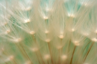 Abstract;Abstractions;Aqua;Beige;botanical;botanicals;botany;Brown;Dandelion;flo