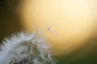 botanical;plant;plants;botanicals;botany;vegetation;greenery;flora;herbage;herb;