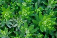 Botanical;Botanicals;botany;close-up;flora;Foliage;Green;greenery;herbage;Leaf;L