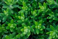 Botanical;Botanicals;botany;close-up;flora;Foliage;Green;greenery;herbage;Leaf;L