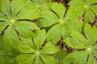 Abstract;Abstractions;Black-and-White;botanical;botanicals;botany;flora;Foliage;