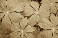 Abstract;Abstractions;Black-and-White;botanical;botanicals;botany;flora;Foliage;