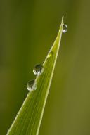 damp;wet;moisture;dewy;droplet;drop;water;Dew;Grass;Textures;Shapes;Patterns;Abs