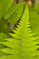 botanical;plant;plants;botanicals;botany;vegetation;greenery;flora;herbage;herb;