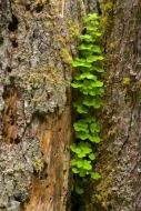 Woods;Leaves;Woodland;Rainforest;Botanical;Trees;Ferns;bark;Moss;Green;Outdoors;