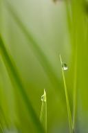 damp;wet;moisture;dewy;droplet;drop;water;Dew;botanical;plant;plants;botanicals;