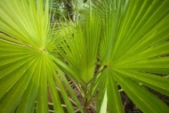 botany;Everglades-National-Park;Greenery;herb;Plant;United-States;Florida;flora;
