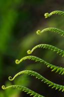 Abstract;Abstractions;botanical;botanicals;botany;Everglades-National-Park;Fern;