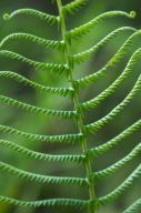Abstract;Abstractions;botanical;botanicals;botany;Everglades-National-Park;Fern;