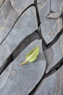Abstract;Abstractions;Boulder;Foliage;Geological;Geology;Leaf;Leafy;Leaves;Patte