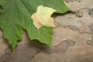 Abstract;Abstractions;Bark;Branch;Branches;Bush;Foliage;Herbaceous;Leaf;Leafy;Le