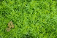 Abstract;Abstractions;Botanical;Botanicals;botany;flora;Foliage;Green;greenery;h