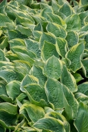 Abstract;Abstractions;Botanical;Botanicals;botany;drop;flora;Foliage;greenery;he