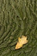 Trunk;Foliage;Leafy;Abstract;Plant;Branch;Patterns;Vein;Bush;Leaf;bark;Trees;Msr