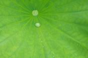 Abstract;Abstractions;botanical;botanicals;botany;Damp;Dew;Dewy;Drop;Droplet;flo