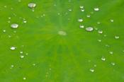 Abstract;Abstractions;botanical;botanicals;botany;Damp;Dew;Dewy;Drop;Droplet;flo