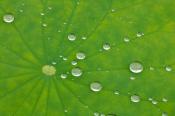 Abstract;Abstractions;botanical;botanicals;botany;Damp;Dew;Dewy;Drop;Droplet;flo