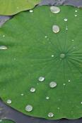 Abstract;Abstractions;botanical;botanicals;botany;Damp;Dew;Dewy;Drop;Droplet;flo