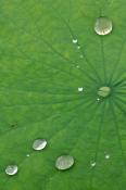Abstract;Abstractions;botanical;botanicals;botany;Damp;Dew;Dewy;Drop;Droplet;flo