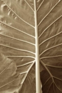 Abstractions;Patterns;Foliage;Leaf;Sepia;Leaves;Vein;Leafy;Shapes;Abstract;Green