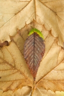 Abstract;Abstractions;Botanical;Botanicals;botany;Brown;flora;Foliage;greenery;h