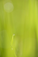 Abstract;Abstractions;damp;Dew;dewy;drop;droplet;Grass;moisture;Patterns;Shapes;