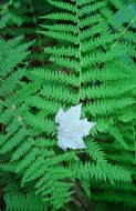 Fern;Leaf;Leaves;Nature;Forest;Trees;Abstract;Colorful;Plants;Botanical;Vegetati