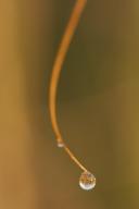 botanical;botanicals;botany;Damp;Dew;Dewy;Drop;Droplet;flora;Grass;greenery;herb