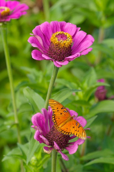 Bloom;Blossom;Blossoms;Butterflies;Butterfly;Floret;Flower;Floweret;Flowering;Flowers;Gulf Fritillary;Insect;Lepidoptera;Petal;Petals;Pistel;Stamen