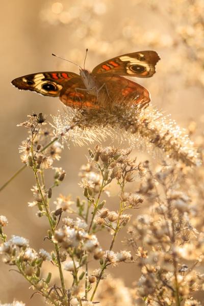 Biophilic;Blossom;Blossoms;Botanical;Botanicals;Break of Day;Brown;Buckeye Butterfly;Butterfly;Calm;Concepts;Dew;Droplets;Drops;Floral;Floweret;Flowering;Flowers;Flowers & Plants;Gold;Healing;Health care;Healthcare;Henry Horton;Henry Horton State Park;Looking up;Macro;Minimalism;Nature;Oneness;Pastoral;Seed Head;State Park;Sun-up;Sunlight;Sunshine;Tan;Tennessee;United States;Water;Water Drops;Wildlife;Yellow;biophilic design;biophilic interior design;bloom;bug;color;dawn;daybreak;dew drops;dewdrop;dewy;drop;flora;floral;flower;foliage;grass;insect;morn;morning;peaceful;plants;restful;serene;soothing;sunlit;sunrise;sunup;tranquil;zen