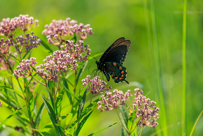 Beauty;Biophilic;Bloom;Botanical;Butterfly;Calm;Environment;Habitat;Healing;Health care;Healthcare;Leaf;Macro;Natural;Nature;Pink;Plant;Pollination;Stem;Sunlight;Wild;bright;bug;butterflywing;calming;closeup;colorful;eco;feeding;flower;fresh;garden;grass;green;insect;meadow;nectar;outdoors;peaceful;pollinator;restful;restorative;serene;soothing;summer;summerday;tranquil;wildflower;wildflowers;wing