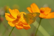 Green;Flora;Sulphur;Blossom;Butterflies;Cosmos;Close-up;Flowers;Orange;Butterfly