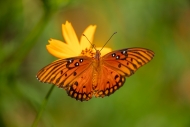 Agraulis-vanillae-Linnaeus;Animals;Bloom;Blossom;Blossoms;Botanical;Butterfly;Ca
