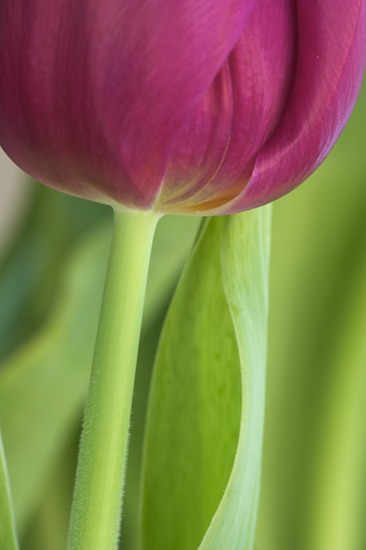 Abstract;Bloom;Blossom;Flower;Flowers;Green;Petal;Pink;Purple;tulip;tulips