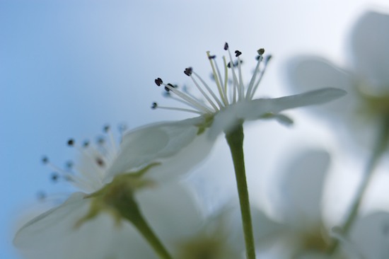 Abstract;Bloom;Blossom;Blue;Flower;Flowering;Flowers;Petal;Petals;Spring;Stamen;White