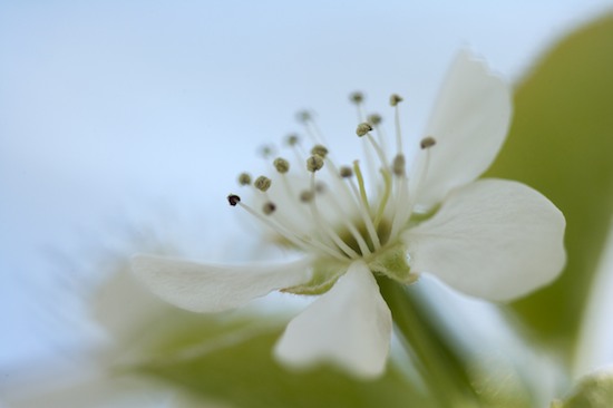 Abstract;Bloom;Blossom;Blue;Flower;Flowering;Flowers;Green;Petal;Petals;Spring;Stamen;White