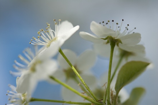 Abstract;Bloom;Blossom;Blue;Flower;Flowering;Flowers;Petal;Petals;Spring;Stamen;White