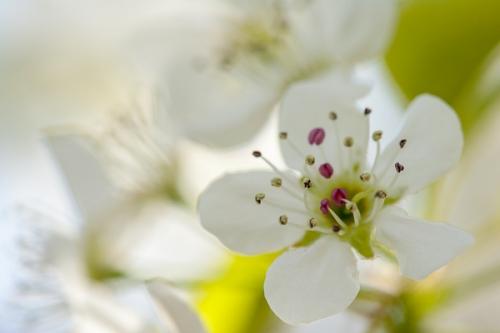 Abstract;Bloom;Blossom;Blossoms;Calm;Close-up;Floweret;Flowering;Flowers;Healing;Health care;Healthcare;Petal;Petals;Seasons;Spring;Springtime;Stamen;Stock categories;White;bloom;color;flora;floral;flower;peaceful;plants;restful;serene;soothing;tranquil