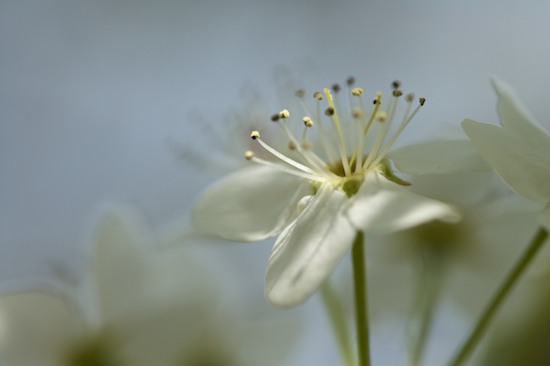 Abstract;Bloom;Blossom;Flower;Flowering;Flowers;Petal;Petals;Spring;Stamen;White