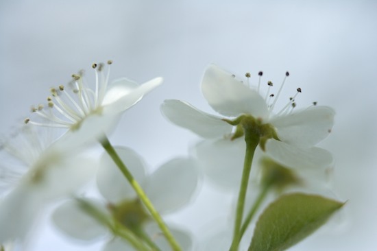 Abstract;Bloom;Blossom;Flower;Flowering;Flowers;Petal;Petals;Spring;Stamen;White