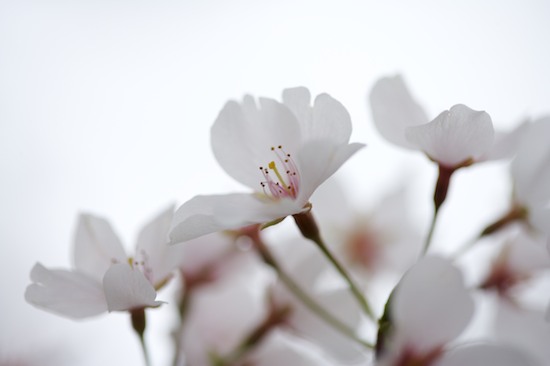 Abstract;Abstractions;Bloom;Blossom;Blossoms;Floret;Flower;Floweret;Flowering;Flowers;Pastel;Patterns;Petal;Petals;Pink;Pistel;Shapes;Spring;Stamen;Textures;White